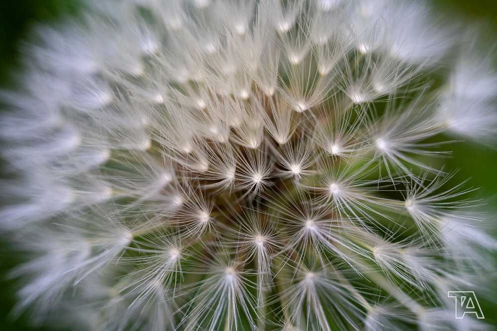 Nature-01