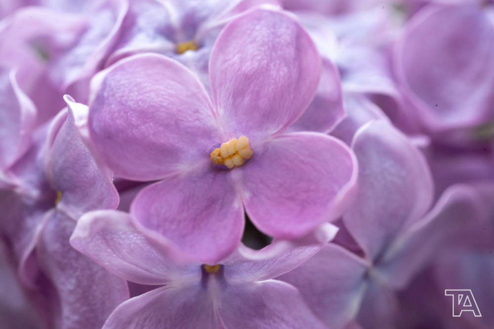 Nature-03