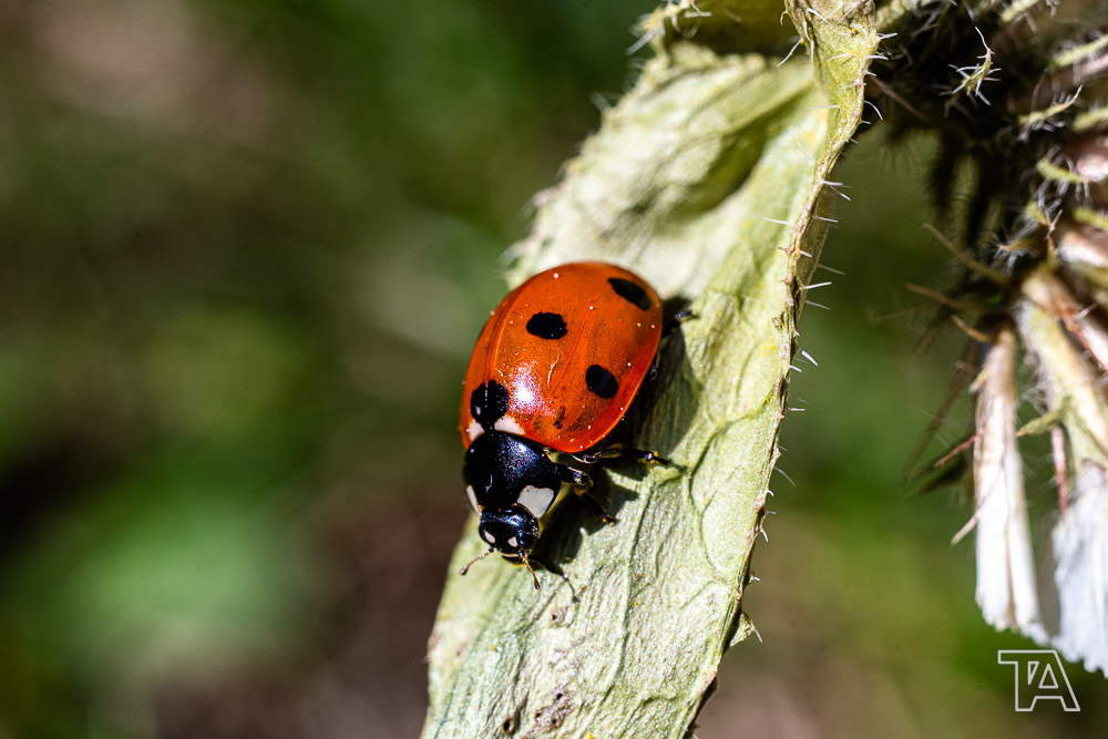 Nature-05