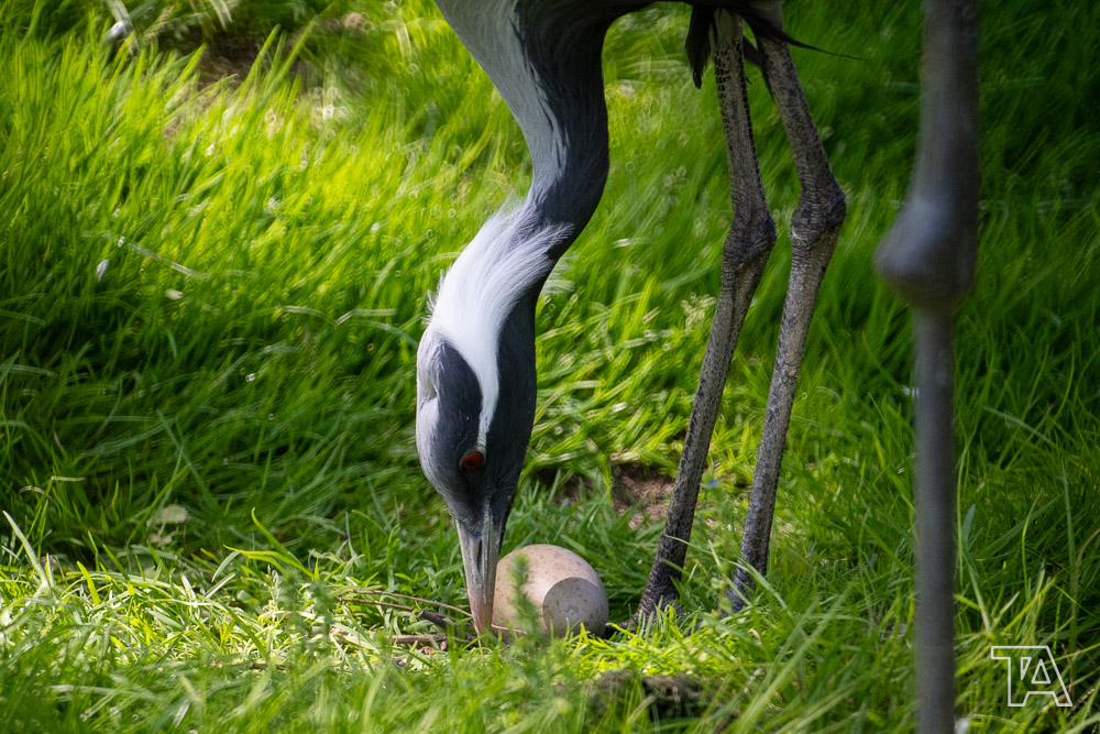 Desmoiselle crane mother