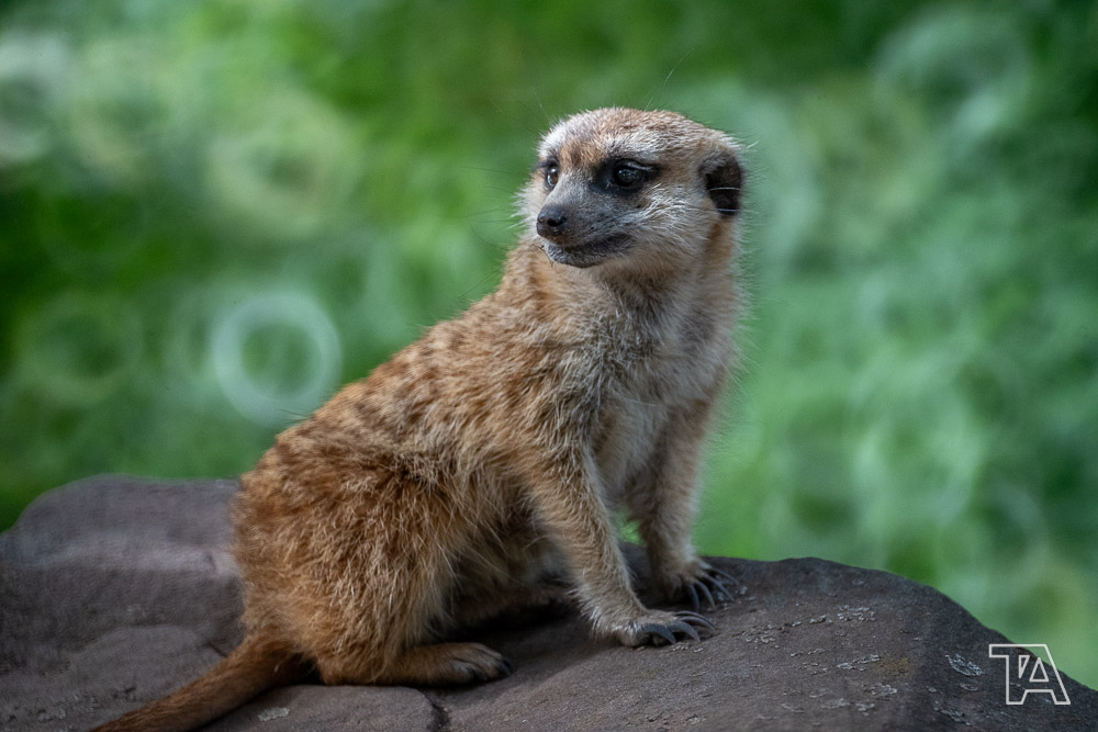 Close-up meerkat