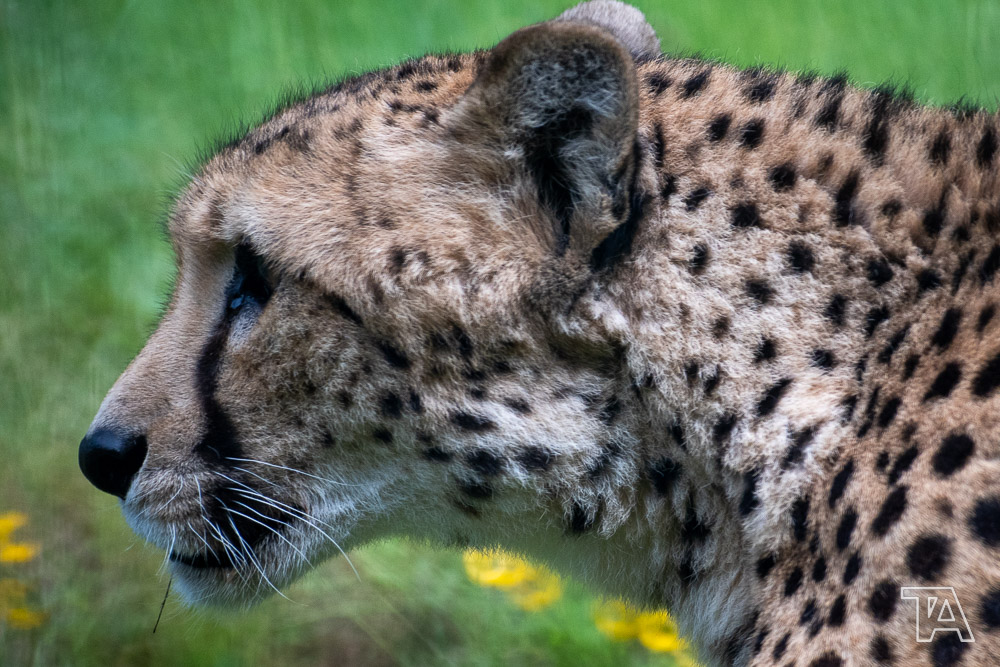 Close-up cheetah